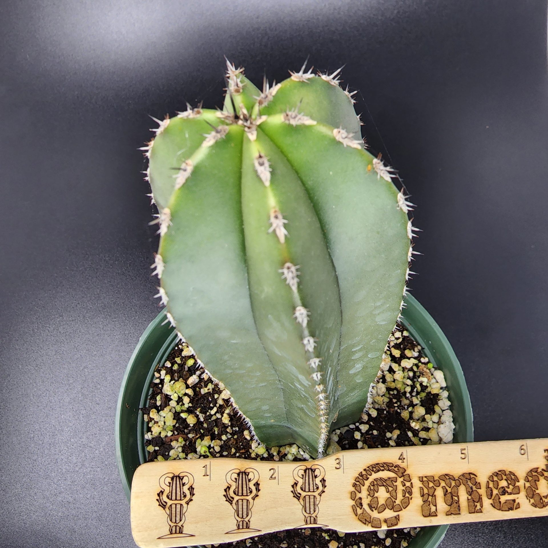 Pachycereus marginatus medicactus