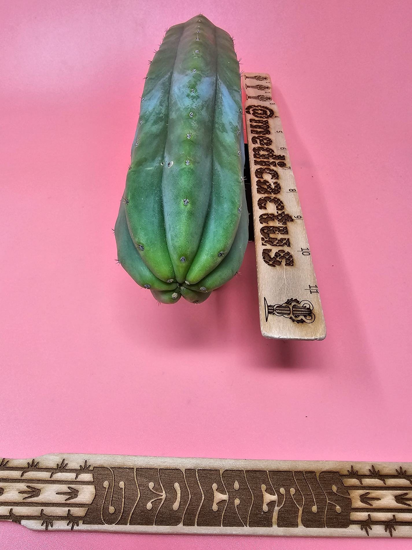 Bell Gardens Pachanoi medicactus