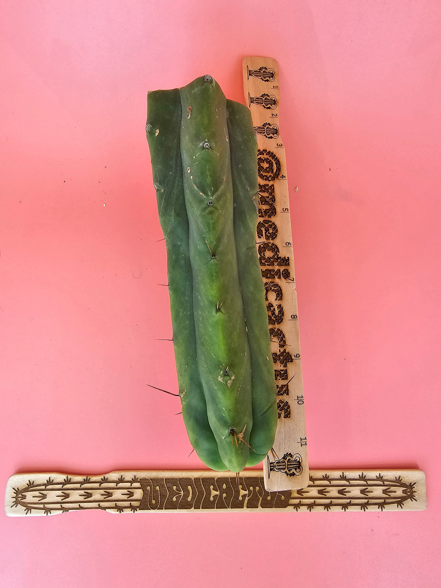 wowie-tip-medicactus